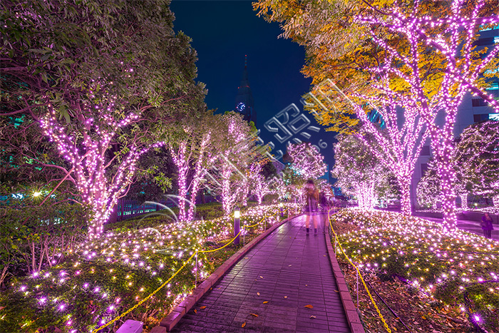 ������ľ����